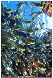 Glasse-fish by Sergiy Glushchenko 
